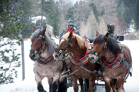 エンガディン地方, スライド, 冬の風景, 馬, 馬, 雪, 働く動物