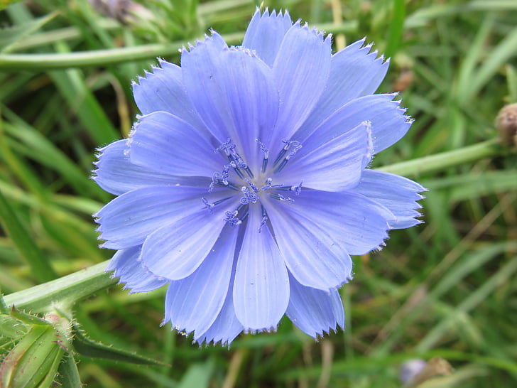 Wildflower, trūkažolės (cikorijos), mėlyna, žiedų, gėlė, pieva, Cichorium intybus