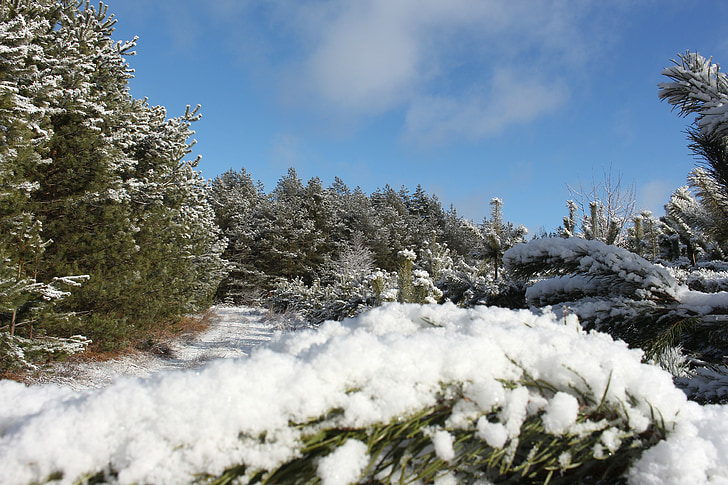 sneeuw, boom, hout, buiten, bos, wit, blauw