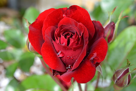 ρηχά, βάθος, φωτογραφία, κόκκινο, τριαντάφυλλο, λουλούδι, Αγάπη