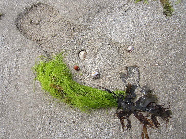 plaža, morske alge, mrtva priroda, otisak stopala, dagnje, pijesak, ljeto