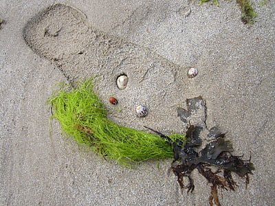 plaža, morske alge, mrtva priroda, otisak stopala, dagnje, pijesak, ljeto