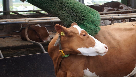 Frise de bovins Rouanne, vache, brosse à vache, étable, consacrer, Pays-Bas, ferme