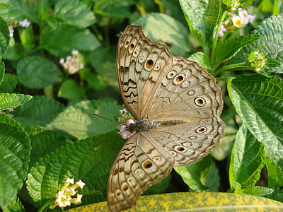 Schmetterling, Natur, Farbe, Grün, Flügel, Insekt, Schmetterling - Insekt