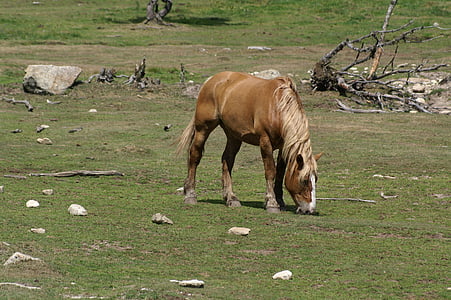 лошадь, пастбище, поле, Франция, трава, животное, Pre