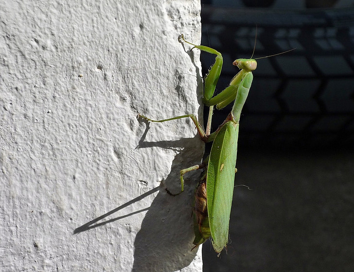 Praying mantis, parede, meio-dia