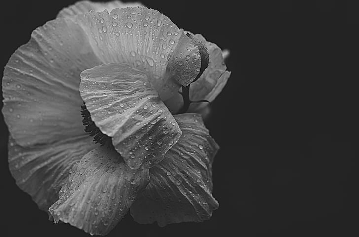 flower, shy, white, black and white, nature, macro, beautiful