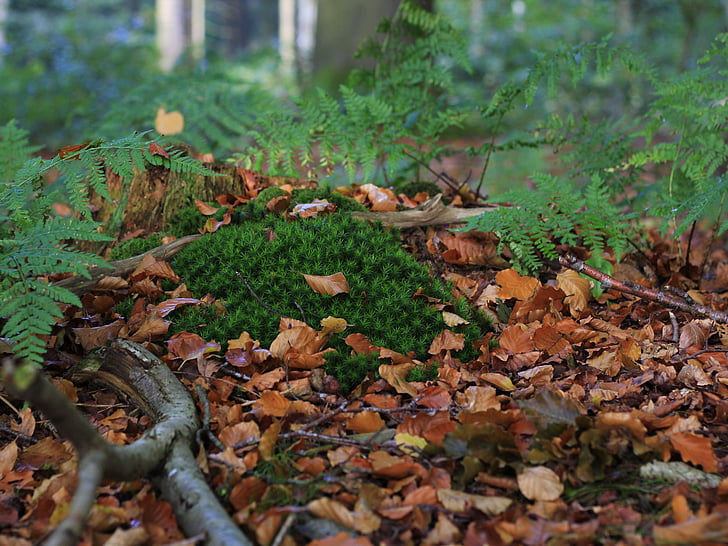moss, forest floor, nature, autumn, forest, ground, flora