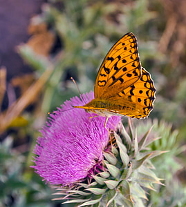 metulj, insektov, oranžna, cvet, vijolična, krila, makro