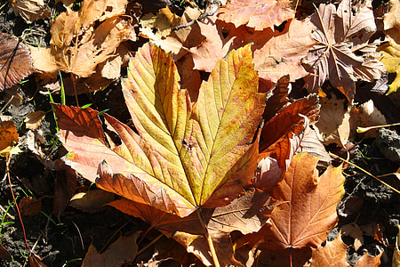 daun, musim gugur, Maple, pohon, daun musim gugur, alam, Orange