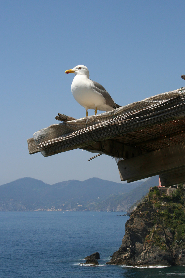 seagull, sea, cliff, nature, water, rocks, blue