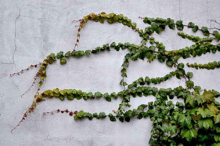 Ivy, lehdet, kasvi, viiniköynnösten, Wall