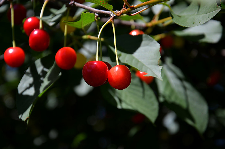 cherries, fruit, tree, hanging, nature, fresh, raw