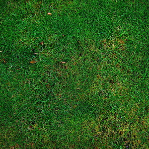 verde, erba, Prato, erba, struttura, trama, ACDC, colore verde