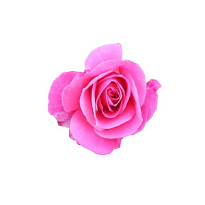ökade, Rosa, Blossom, Bloom, motiverande kort, törnen, Romance