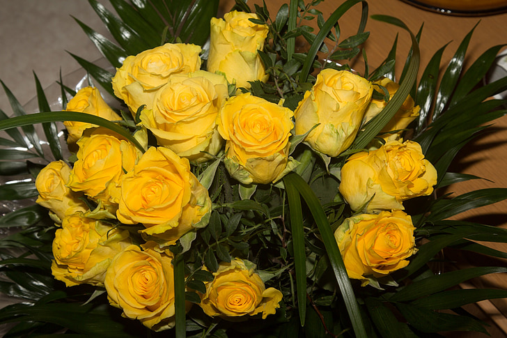 flowers, roses, rose bloom, plant, pink