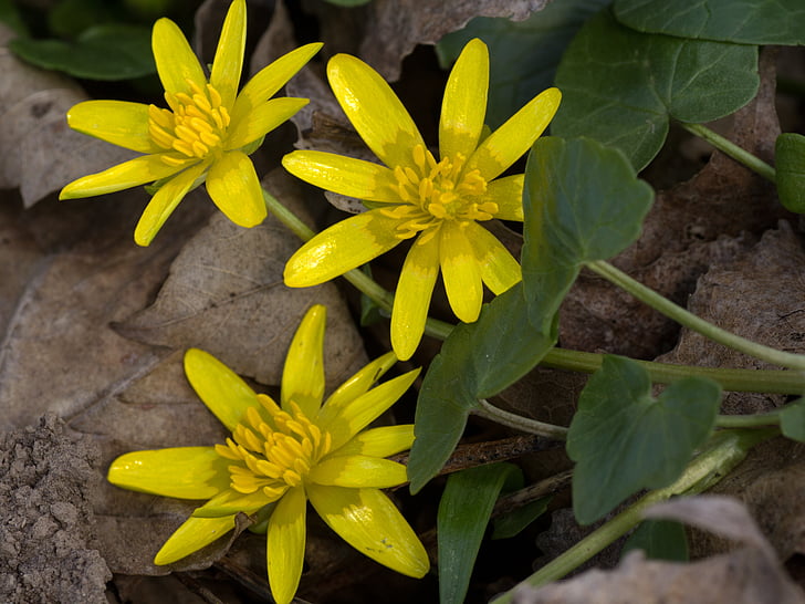 kevadel anemone, kollane, Sulgege, Kevad flower, Makro