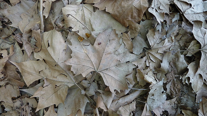 Javor, podzim, listy, textura, suché, list, Příroda