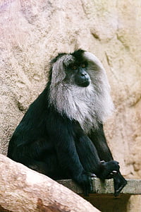 animal, ape, black, colombian, face, fur, mammal