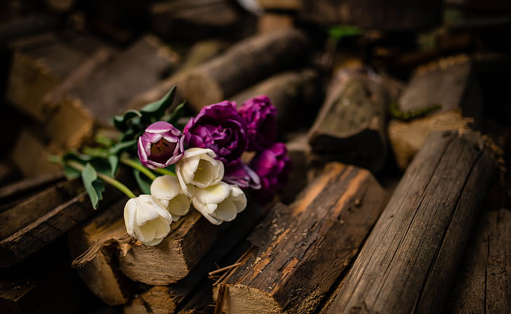 wood, logs, violet, white, tulips, flowers, nature