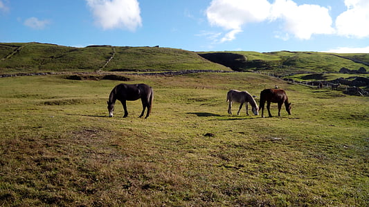 Irsko, farma, koně