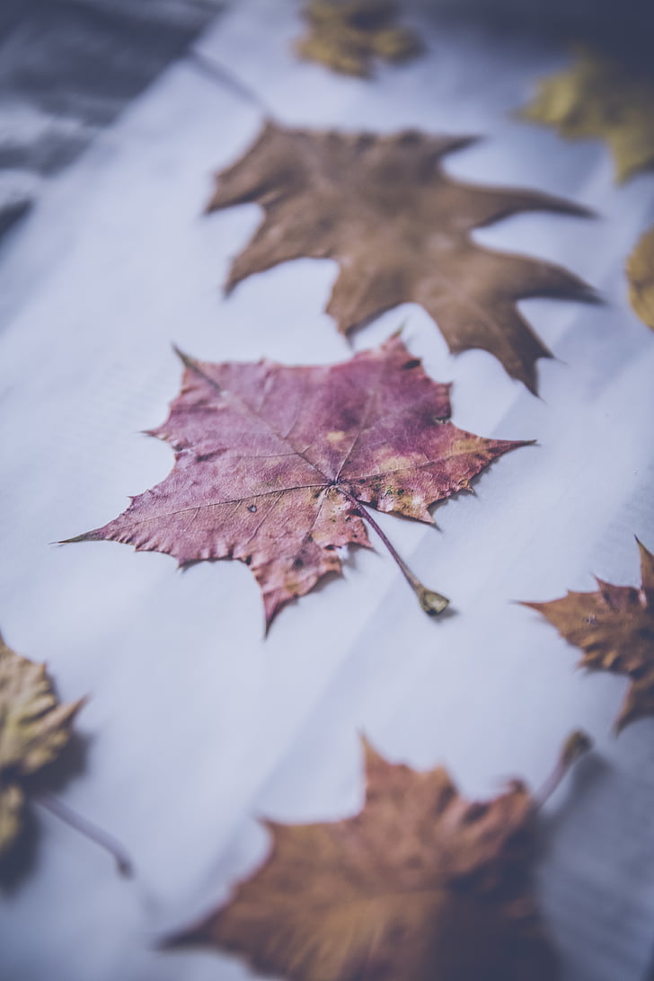 Leaf, kritums, rudens, papīra, aizmiglot, izmaiņas, sausais