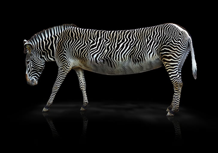 Zebra, animale, Zoo di, Africa, a righe, zebra crossing, bianco e nero