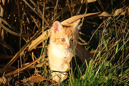 kočka, kotě, kočičí miminko, mladé kočky, makrela, červená tygrovaná, podzim