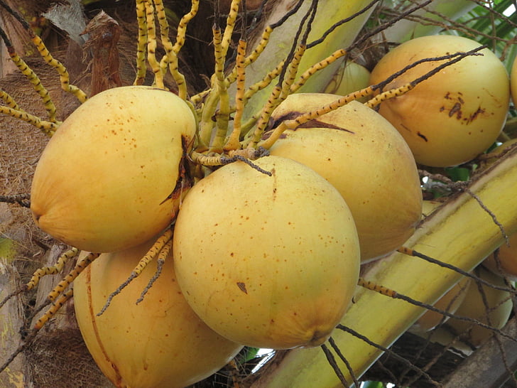 kokosové ořechy, skořápkové ovoce, Cocos nucifera, Kokosová palma, ovoce, parta, Dharwad