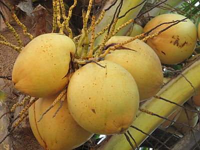ココナッツ, ナット, ココスカヤ, ココヤシの木, 果物, 束, dharwad