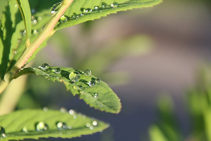 leaf, drop of water, drip, pearl, raindrop