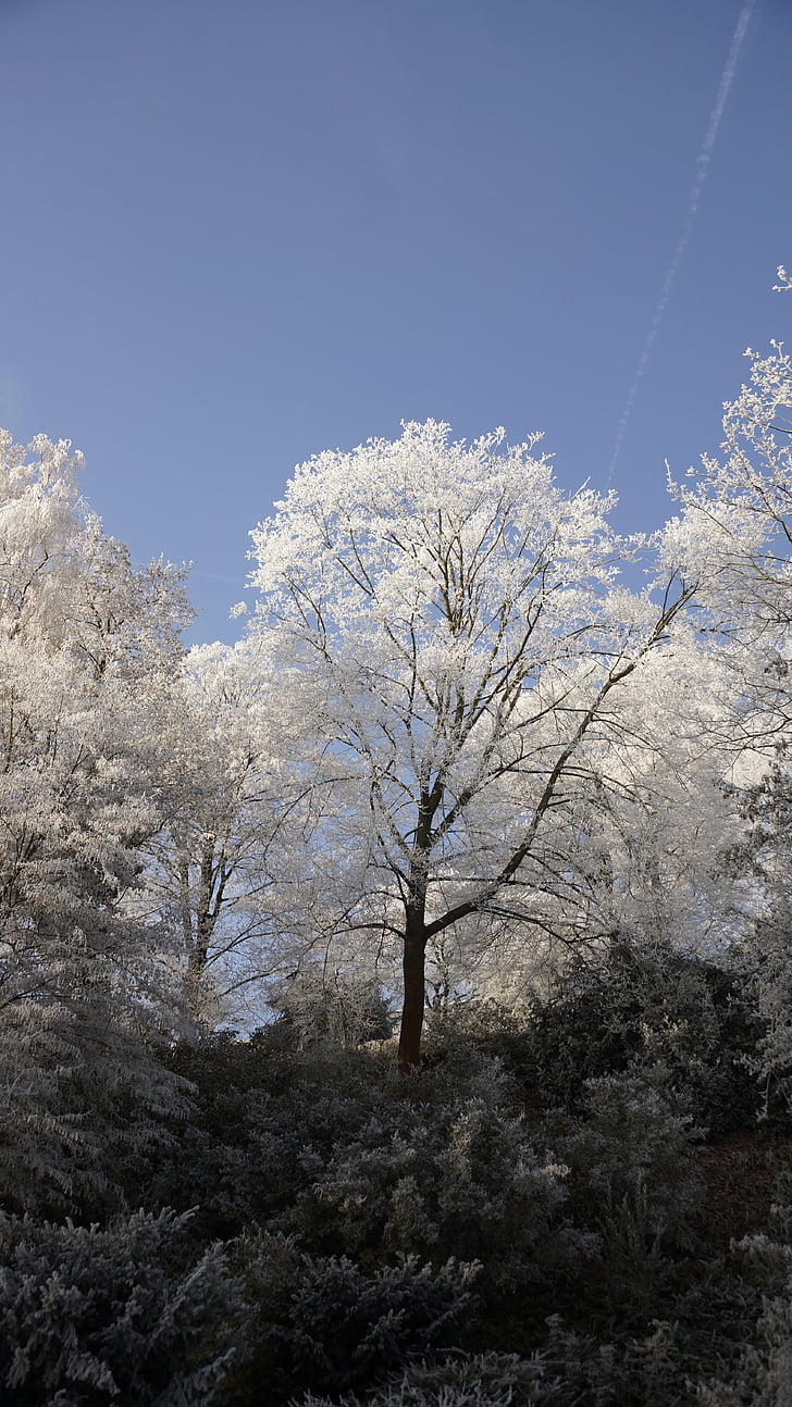 dalt dels arbres, cel, blau, arbre, blanc, l'hivern, gel