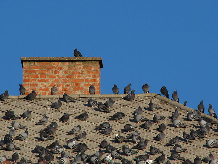 pigeons et tourterelles, oiseaux, sur le toit, Pigeon, oiseau