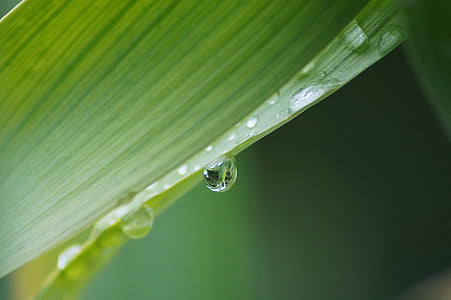 water, drop, leaf, dew, photography, rain, drops
