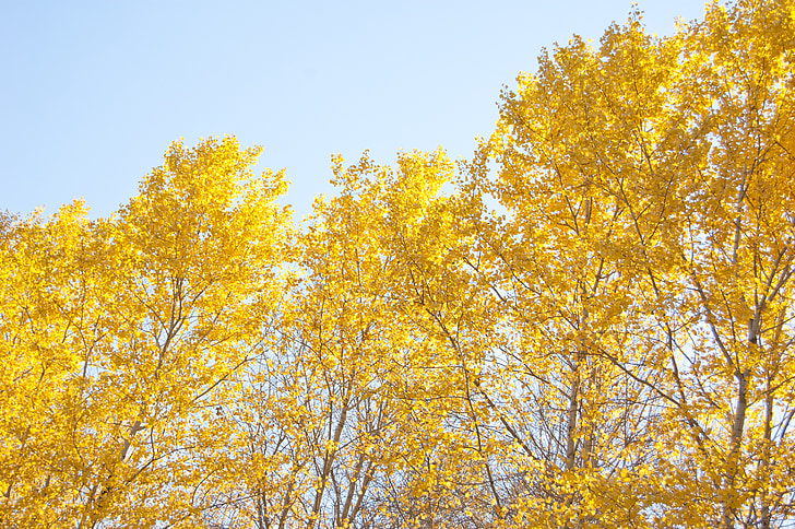 Žluté stromy, Žluté podzimní listí, slunečno, modrá obloha, Les