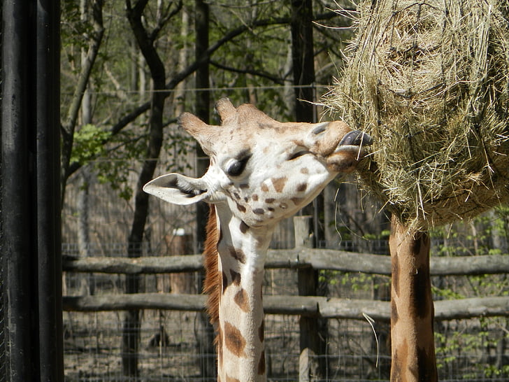 girafa, animal, zoològic, àpat, natura, mamífer, animal coll