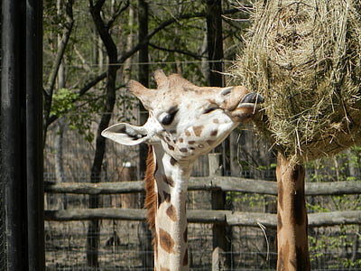 giraffa, animale, Zoo di, pasto, natura, mammifero, animale collo