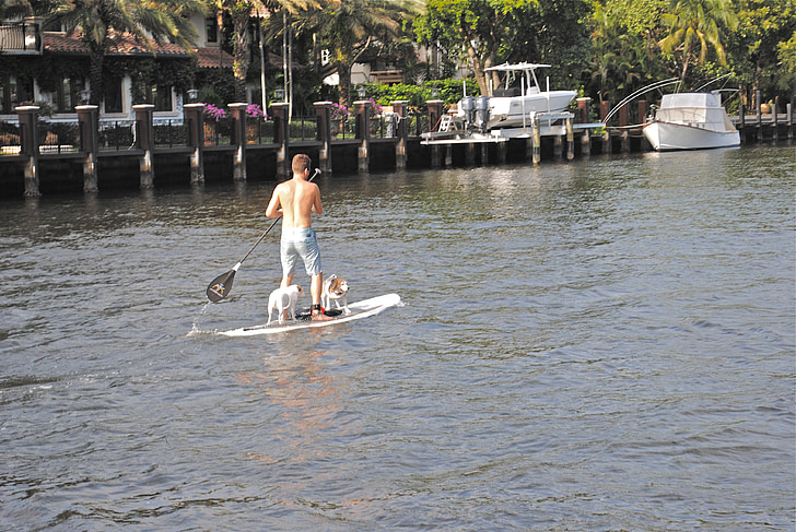 Paddle board, New river, fort lauderdale, chiens, eau, rivière, sports nautiques