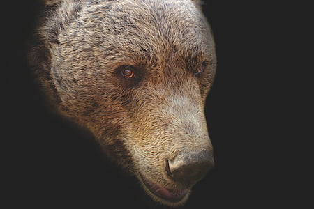 medve, medve feje, művészi, portré, fej, állat, természet