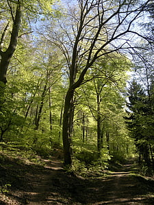 gozd, Sveta gora, Heidelberg