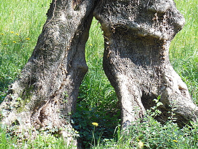 オリーブの木, オリーブの根, ツリー, ログ, マルチェージネ, 節くれだって, 古い木