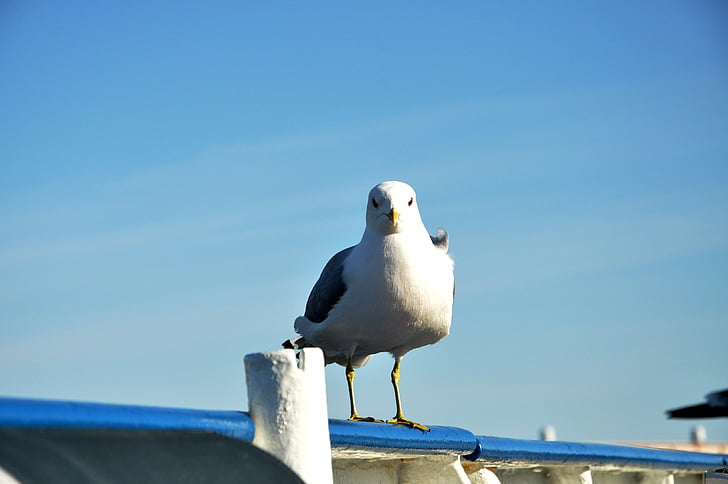 seagull, blue-sky, blue, sky, bird, standing, looking-at-camera