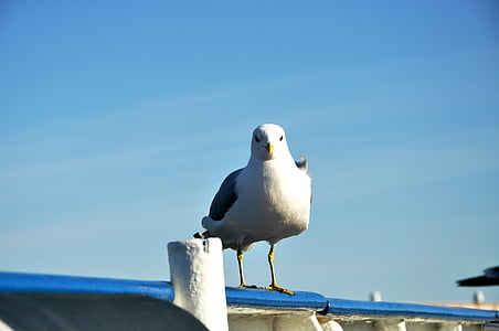 Seagull, cielo azul, azul, cielo, pájaro, pie, mirando en cámara