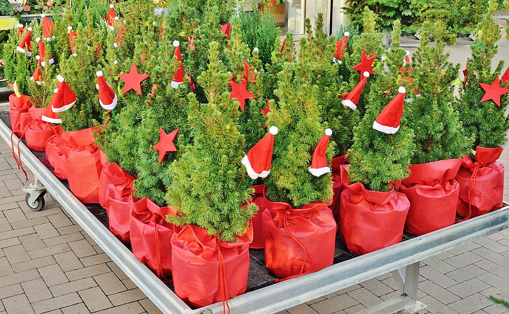 fir trees, miniature, christmas trees, topfflanzen, christmas hats, cute, christmas time