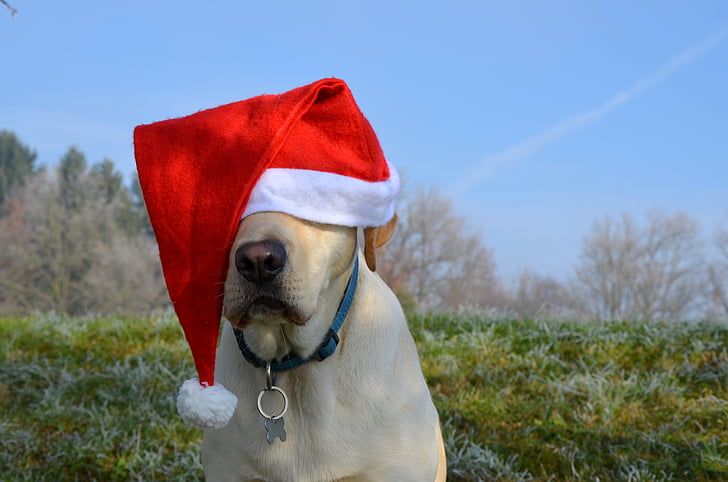 Labradorský retrívr, Santa, Vánoční, pes, Santa čepice, Labrador, retrívr