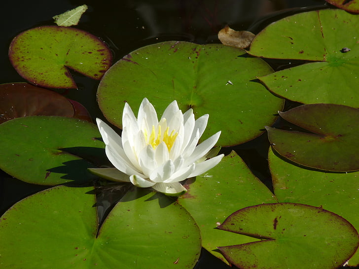 water lily, bloem, plant, teichplanze, Blossom, Bloom, waterplant
