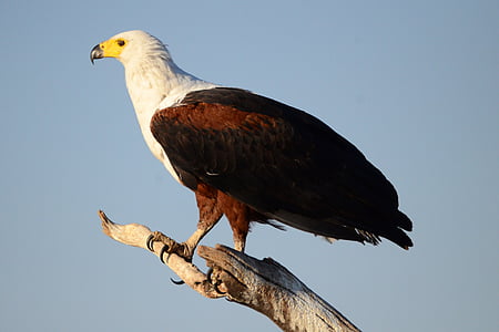 águila pescadora, Adler, pájaro, Ave de rapiña, tiwer, África, Botswana