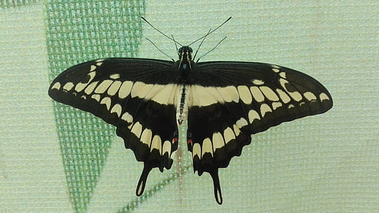 mariposa, naturaleza, alas