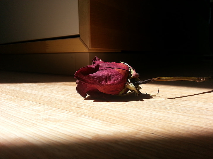 Rose, romantique, floral, mélancolie