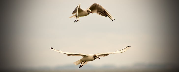 seagull, dom, lake, bird, flying, nature, animal